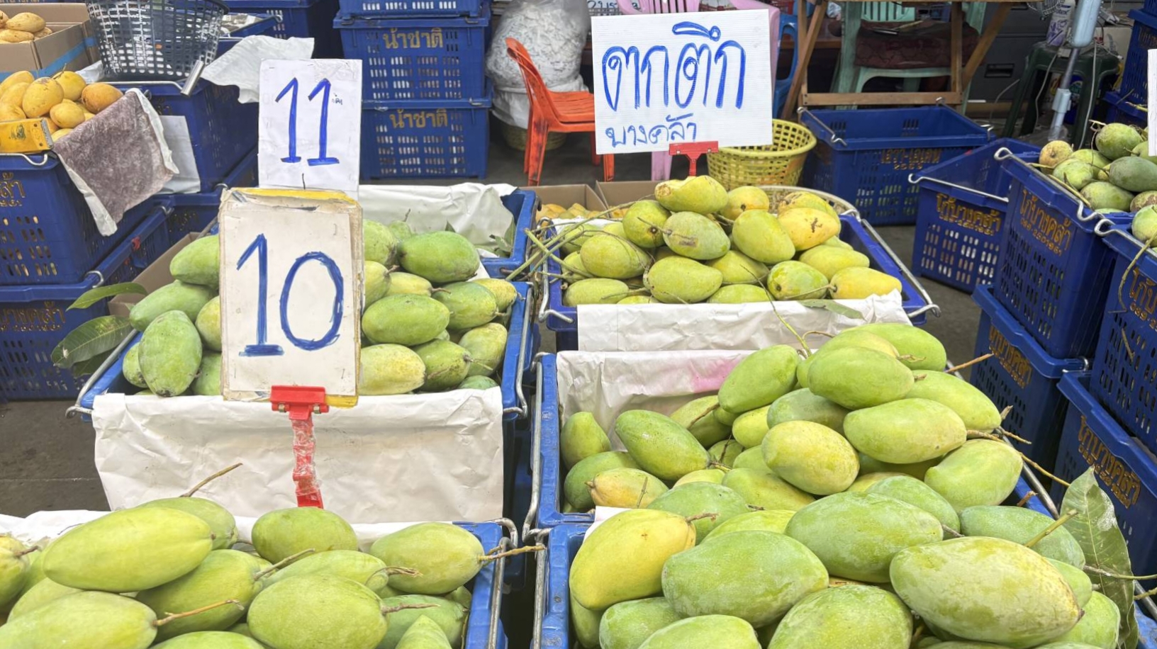 ตลาดสี่มุมเมืองเปิดศูนย์รวมมะม่วงไทย ครบสายพันธุ์-ทุกเกรด เริ่มต้นกิโลละ 3 บาท รับฤดูร้อนคึกคัก