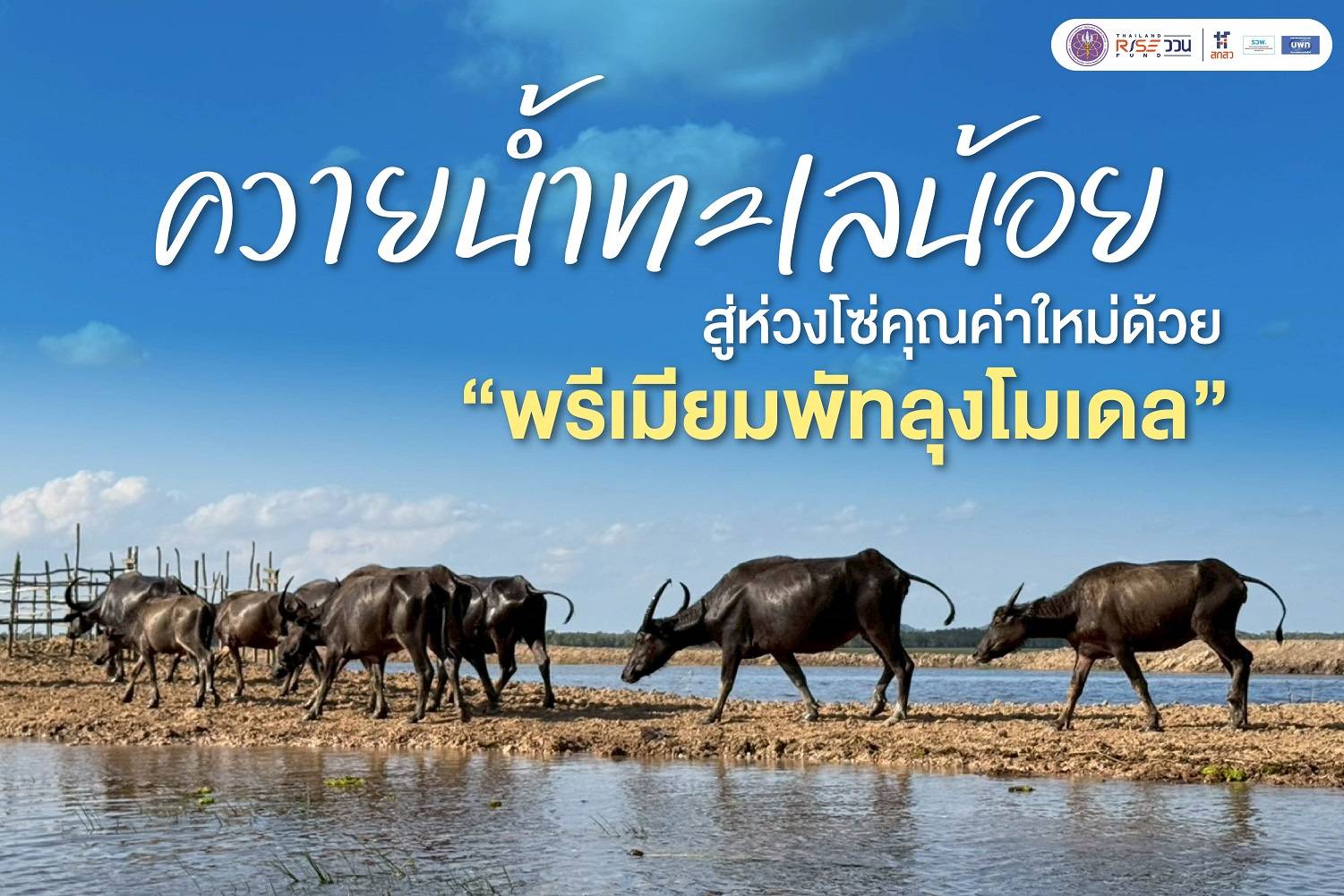 ควายน้ำทะเลน้อย สู่ห่วงโซ่คุณค่าใหม่ด้วย “พรีเมียมพัทลุงโมเดล”