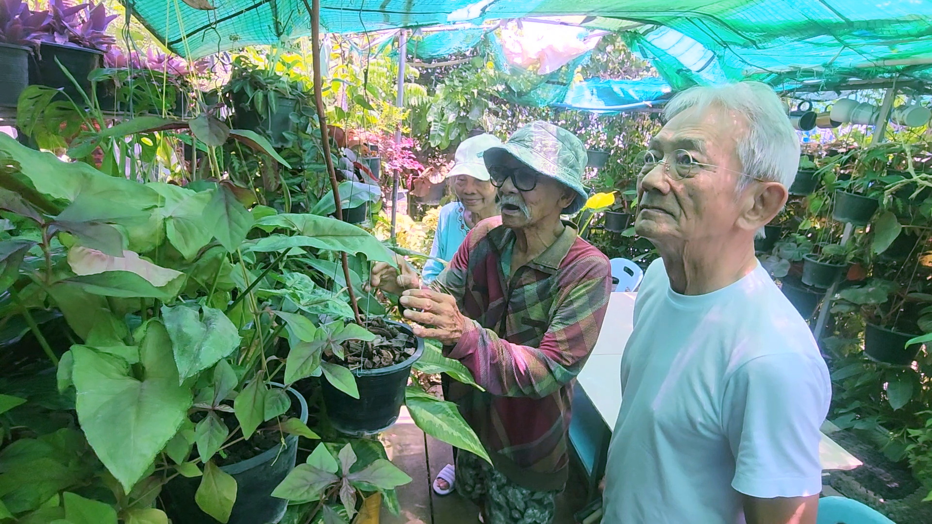 ปทุมธานี ร่วมลดโลกร้อน! ลุงเปี๊ยก-ป้าอีส แจกไม้ฟอกอากาศฟรีให้ประชาชน